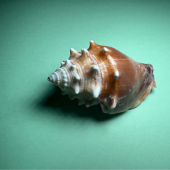 Large Conch Shell Decor - Picture 4 of 5